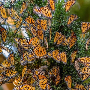 Monarch Butterfly Grove – Grover Beach