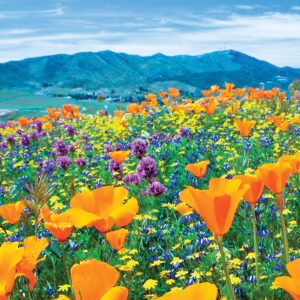 Antelope Valley Poppy Reserve – Lancaster